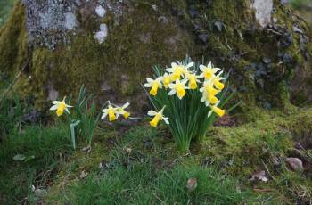 LE PRINTEMPS AU JARDIN